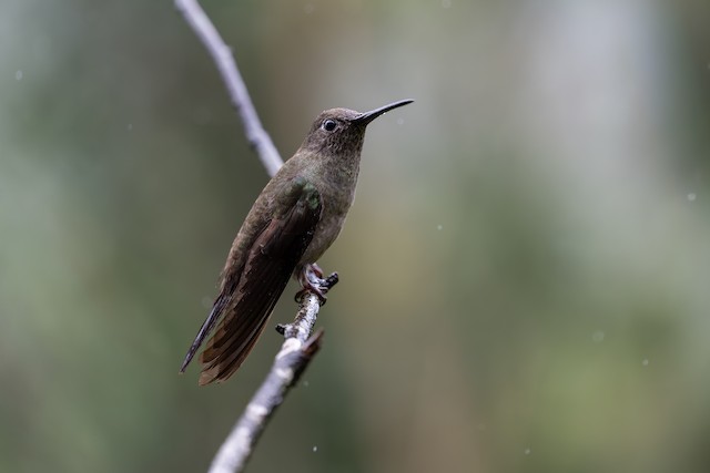 Sombre Hummingbird