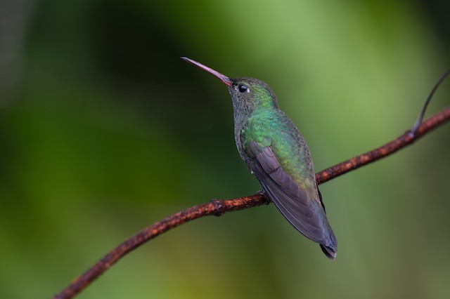 Glittering-throated Emerald