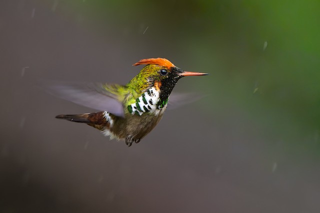 Frilled Coquette