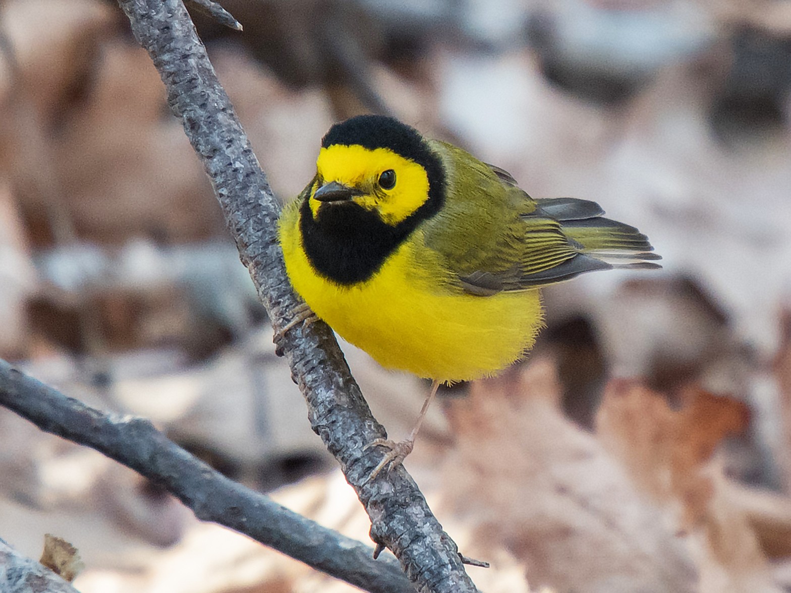 Hooded Warbler - Kevin Couture