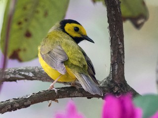 クロズキンアメリカムシクイ - eBird