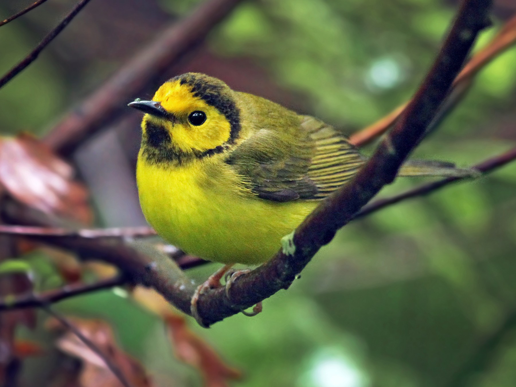 Hooded Warbler - eBird