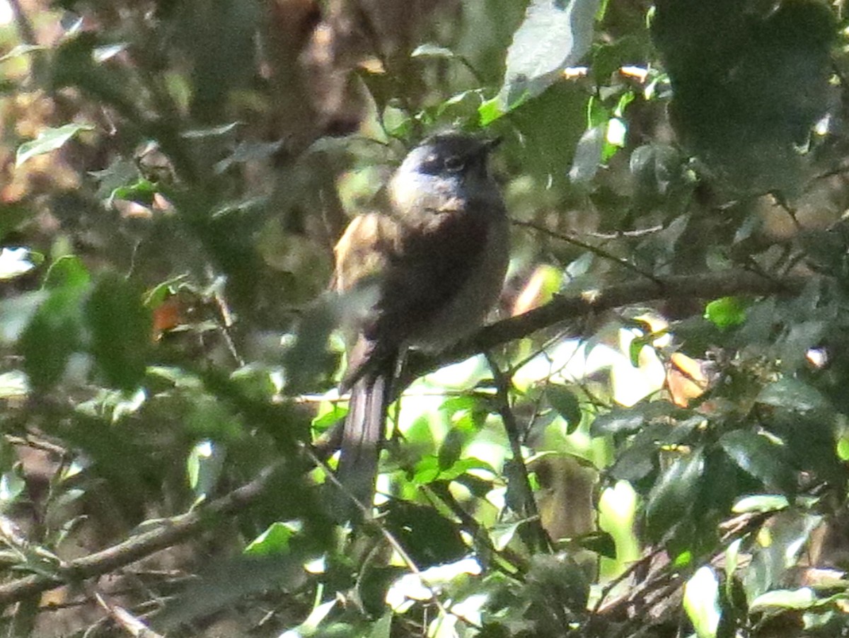 Brown-backed Solitaire - ML64457601