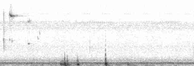 Gray Fantail (Melanesian) - ML64458
