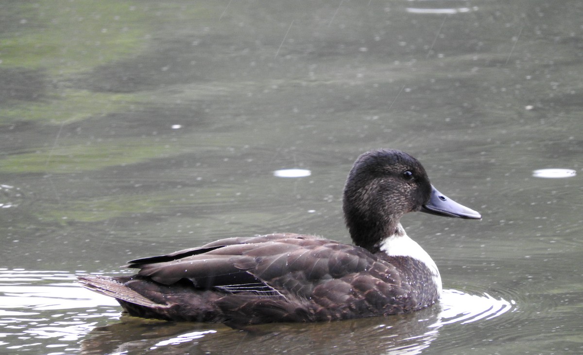 Mass Audubon eBird Checklist 27 Jul 2017 Olmsted ParkLeverett
