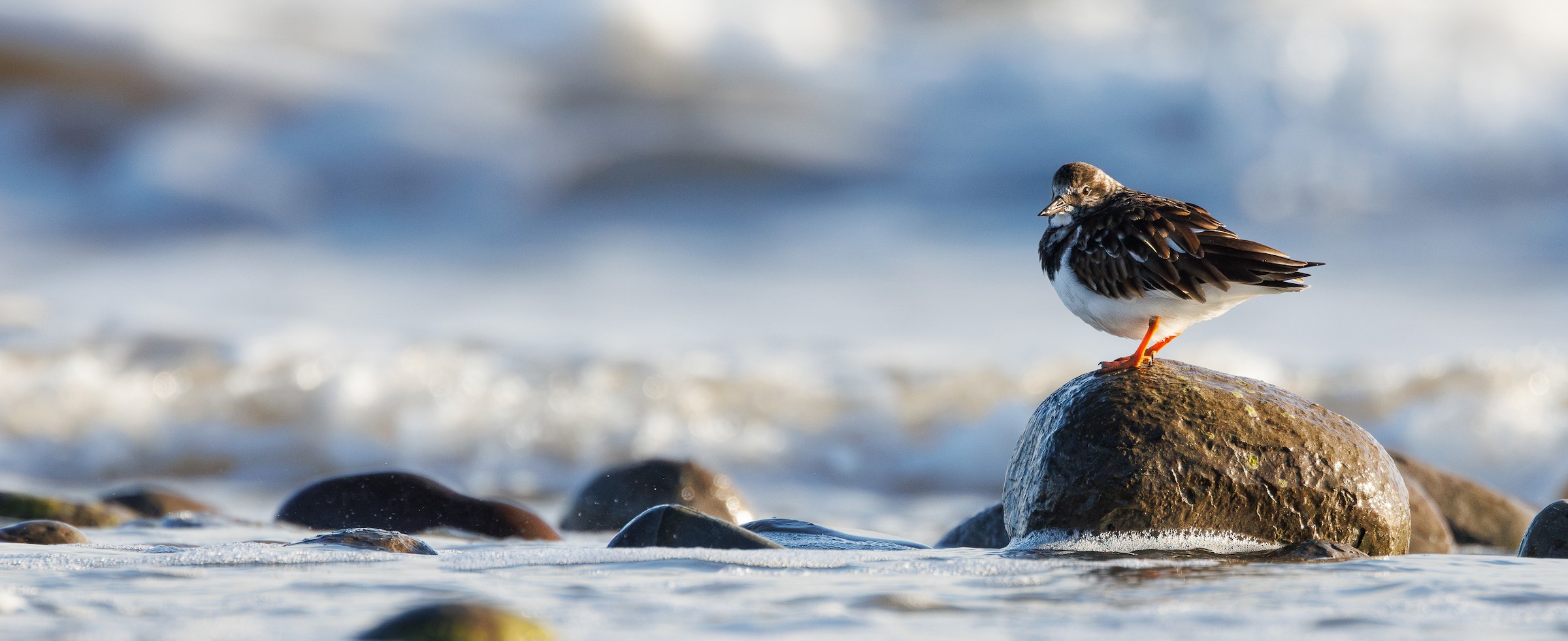 Ruddy Turnstone