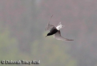Black Tern - Deborah Kral