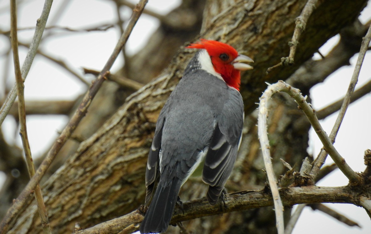 Red-crested Cardinal - ML64463421