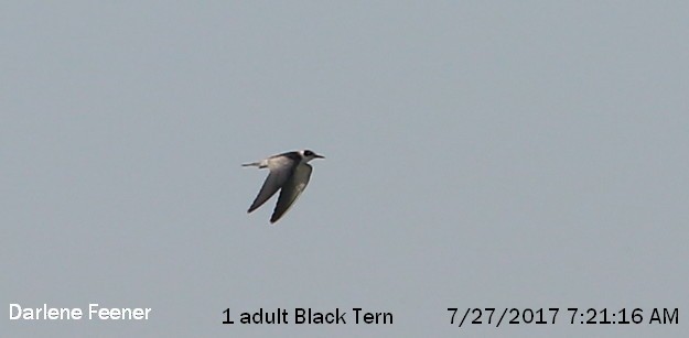 Black Tern - Darlene Feener