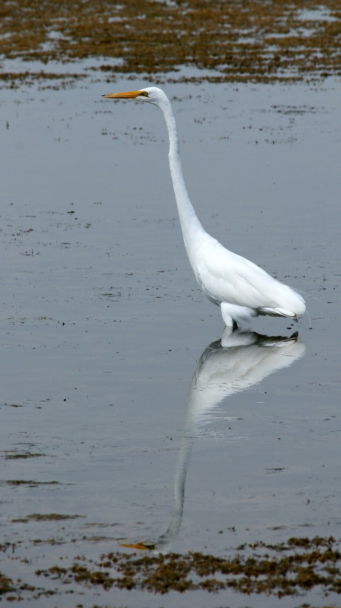 Great Egret - Kaleb Kroeker