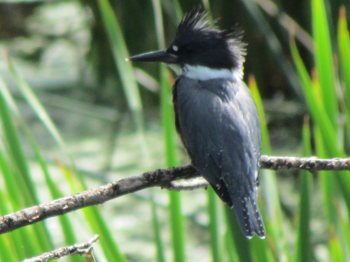 Belted Kingfisher - ML64469981