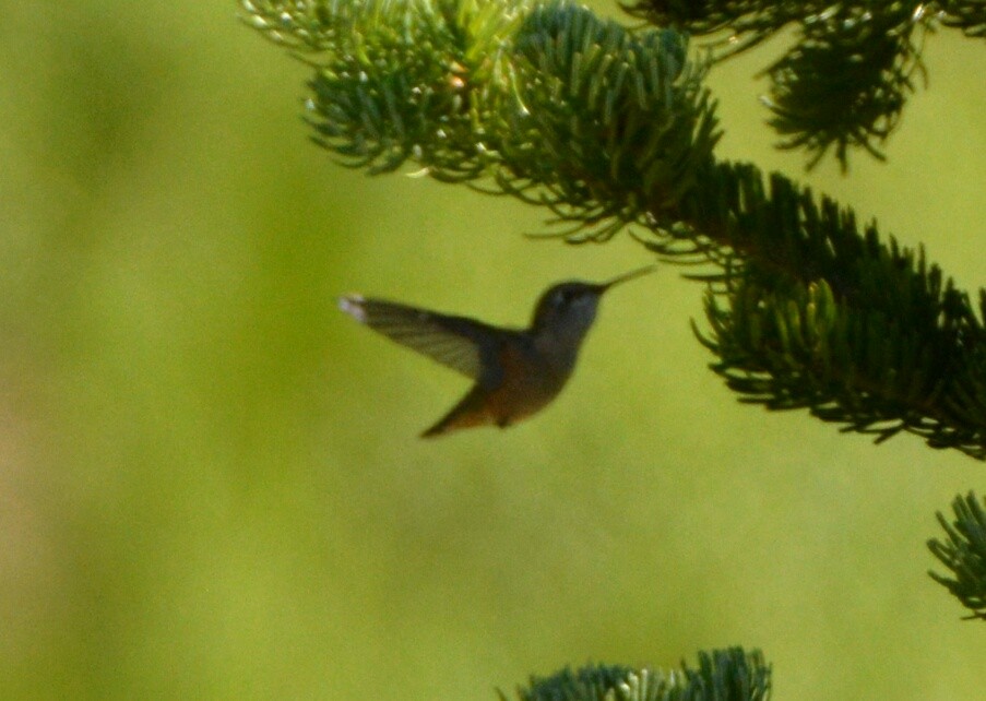 Calliope Hummingbird - ML64470911