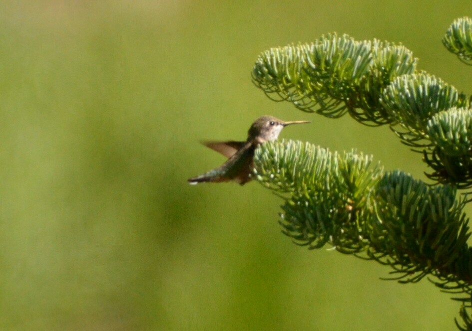 Calliope Hummingbird - ML64470931