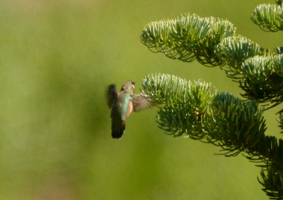 Calliope Hummingbird - Christopher Clark
