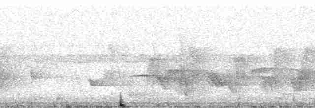 Меланезийский свистун - ML64471