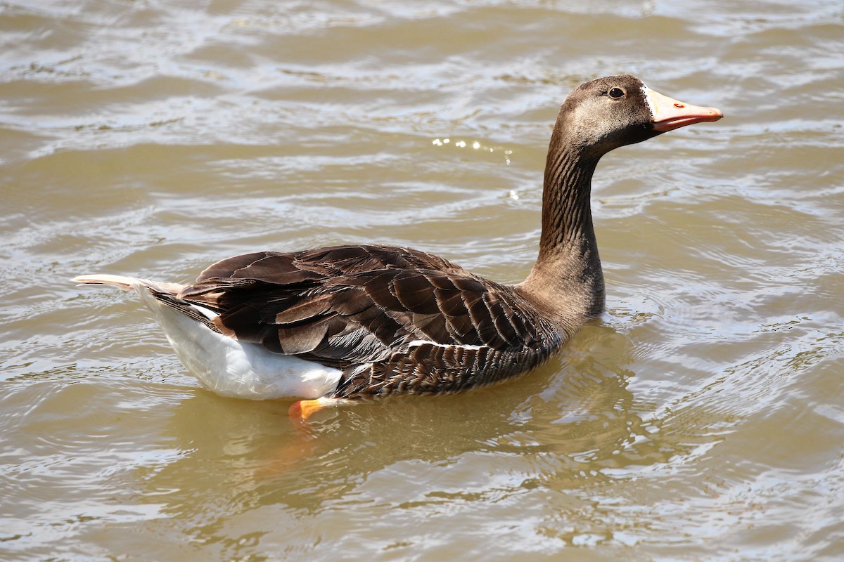 Greater White-fronted Goose - ML64472991