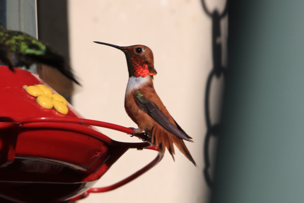 Rufous Hummingbird - Bez Bezuidenhout