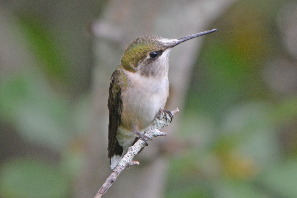 Ruby-throated Hummingbird - ML64473981