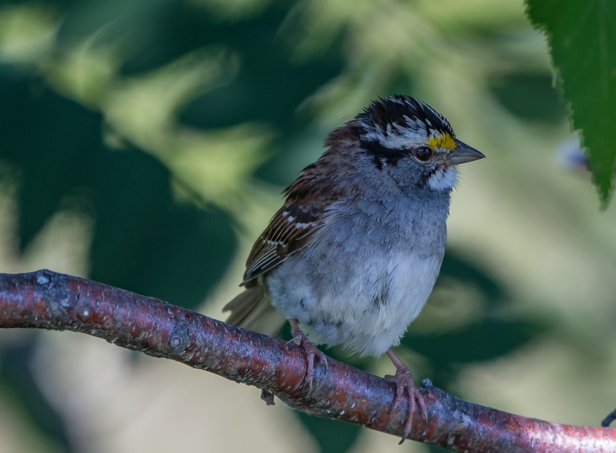White-throated Sparrow - ML64474771