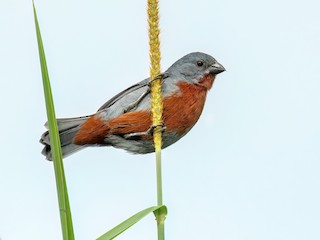 Chestnut-bellied Seedeater - Sporophila castaneiventris - Birds of the ...