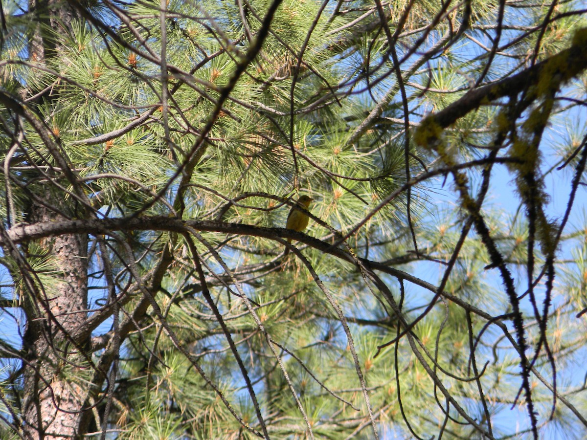 Western Tanager - ML64477881