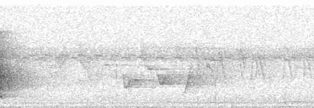 Меланезийский свистун - ML64481