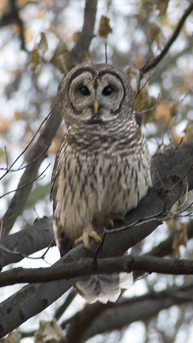 Barred Owl - ML64482321