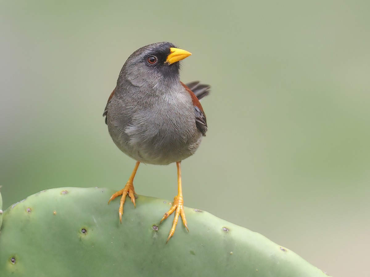 Rufous-backed Inca-Finch - Incaspiza personata - Birds of the World