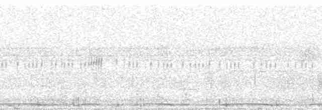 Меланезийский свистун - ML64484