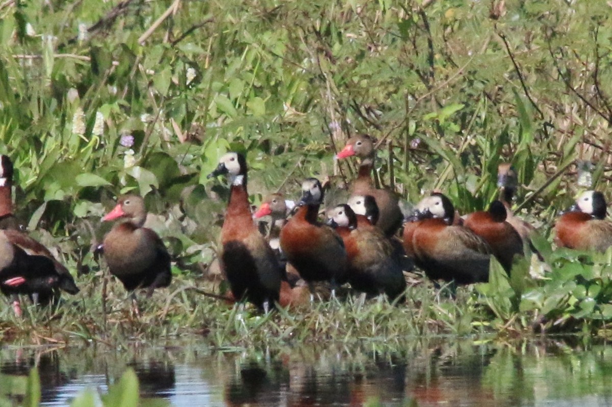 White-faced Whistling-Duck - Gustino Lanese