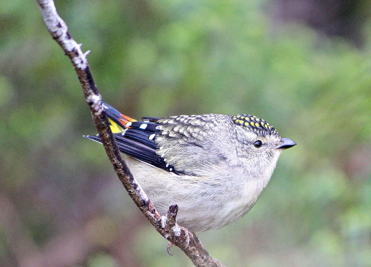 Spotted Pardalote - ML64485391