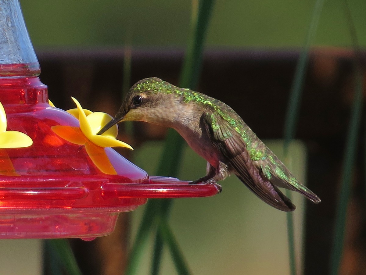 Ruby-throated Hummingbird - Chris Anderson