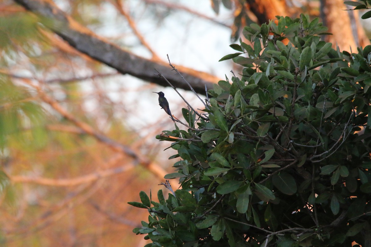 Swallow-tailed Hummingbird - ML64490881