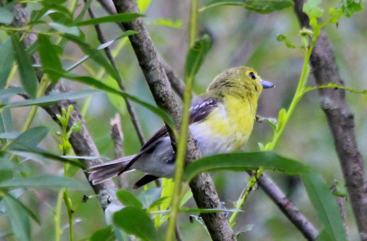 Yellow-throated Vireo - kevin dougherty