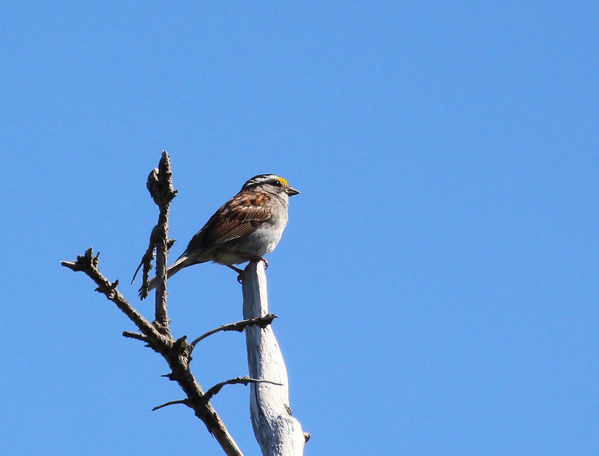 White-throated Sparrow - ML64491131