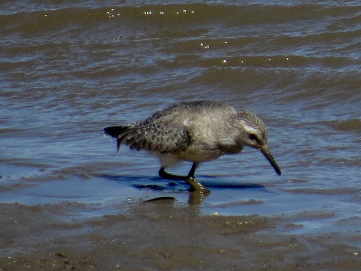 Red Knot - ML64491351