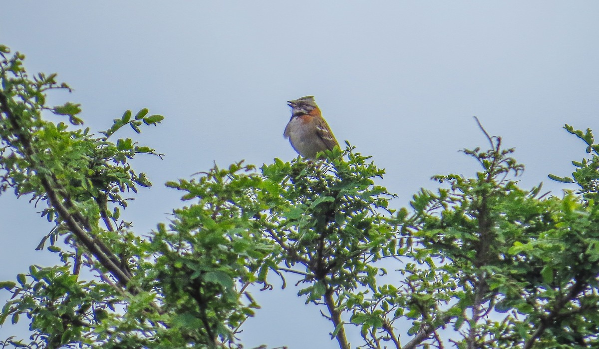 Rufous-collared Sparrow - ML64491511