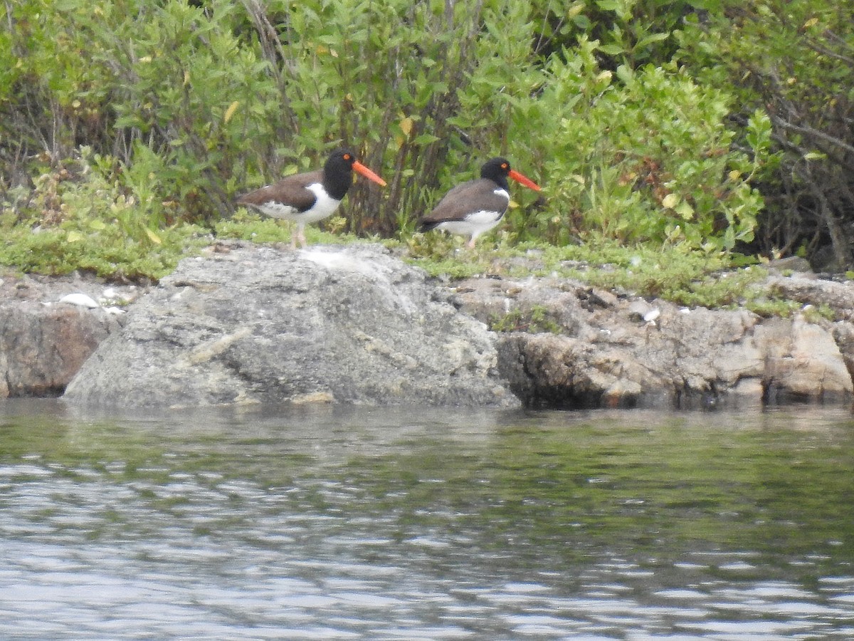 American Oystercatcher - Emphe Ghie