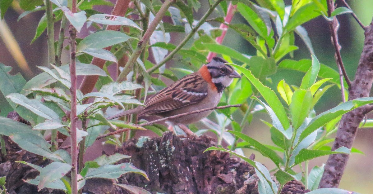 Rufous-collared Sparrow - ML64492111