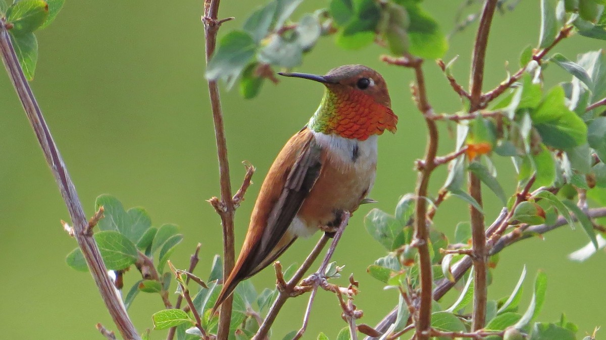 Rufous Hummingbird - Nic Korte