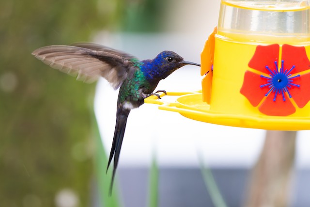 Swallow-tailed Hummingbird