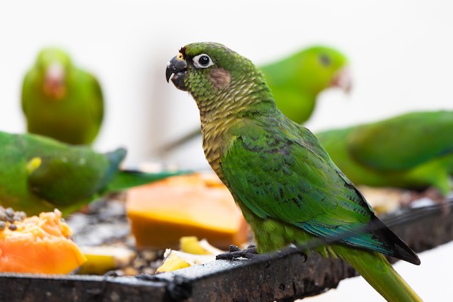 Maroon-bellied Parakeet
