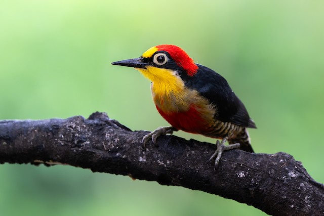Yellow-fronted Woodpecker