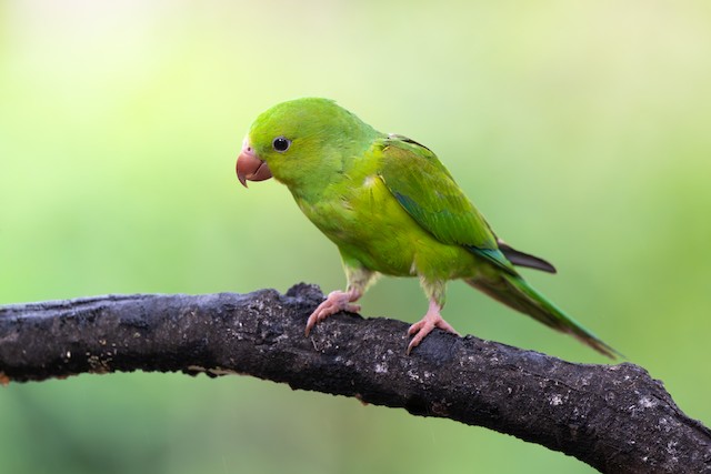 Plain Parakeet