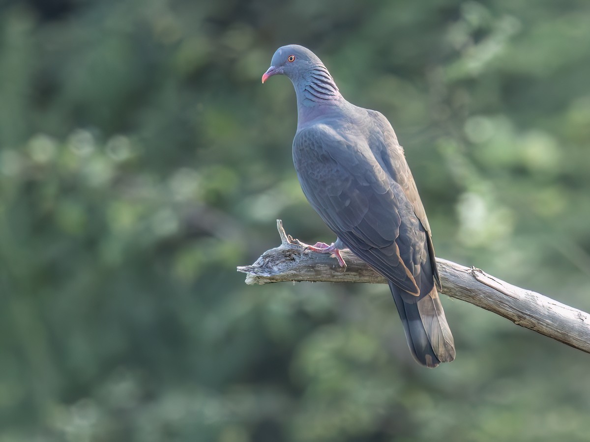 Bolle's Pigeon - Columba bollii - Birds of the World