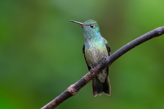 Versicolored Emerald