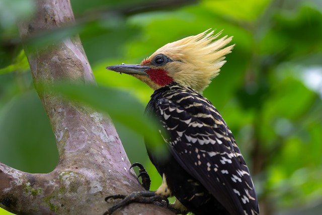 Blond-crested Woodpecker