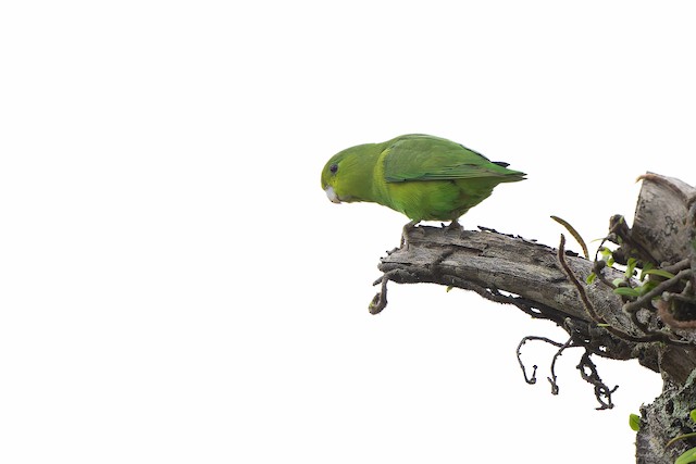 Cobalt-rumped Parrotlet
