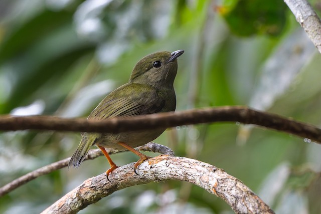 White-bearded Manakin