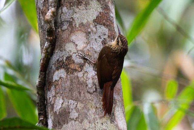 Lesser Woodcreeper